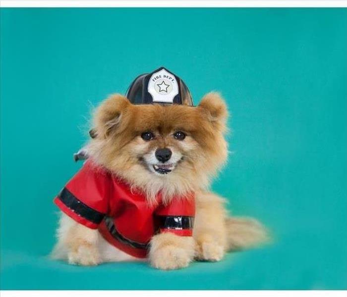 Dog with fireman outfit on